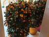 IMG-20240219-WA0016